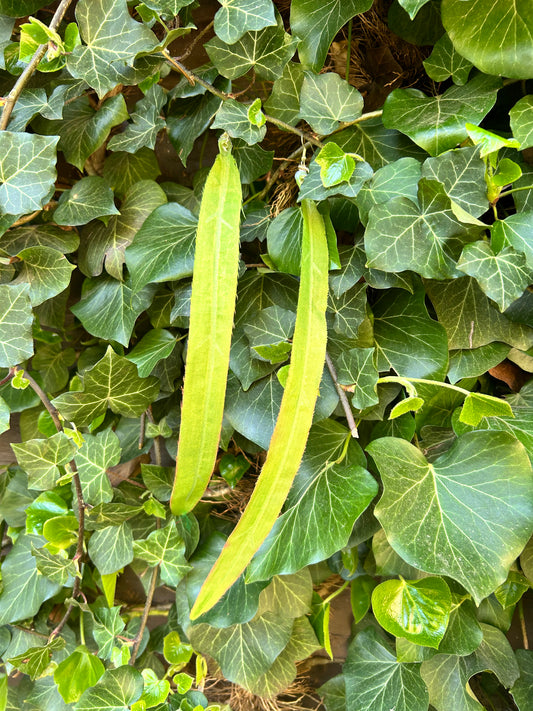 2 leafs Ear Art
