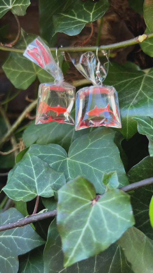 Gold fish from the pet store